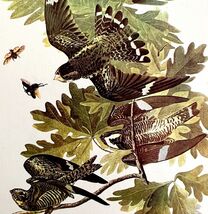 Nighthawk 1950 Lithograph Art Print Audubon Bird First Edition DWU14D - $29.99