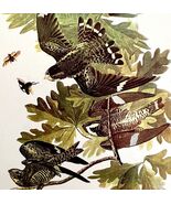 Nighthawk 1950 Lithograph Art Print Audubon Bird First Edition DWU14D - $42.03 CAD