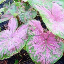 200  pcs/Bag Imported Caladium Plant Outdoor &amp; Indoor Perennial Flowers for The  - £4.54 GBP