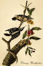 Downy Woodpecker by John James Audubon - Art Print - £17.42 GBP+