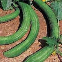 25 Chinese Snake Cucumber Seeds Fresh Garden - $10.88