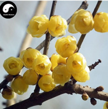 Hot New Winter Sweet Prunus Mume Tree Semente 60 pcs Plant Yellow Plum Blossom L - $6.49