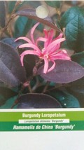 Burgundy Loropetalum Shrub Flowering Plant Home Garden Bush Landscape Evergreen - $96.95
