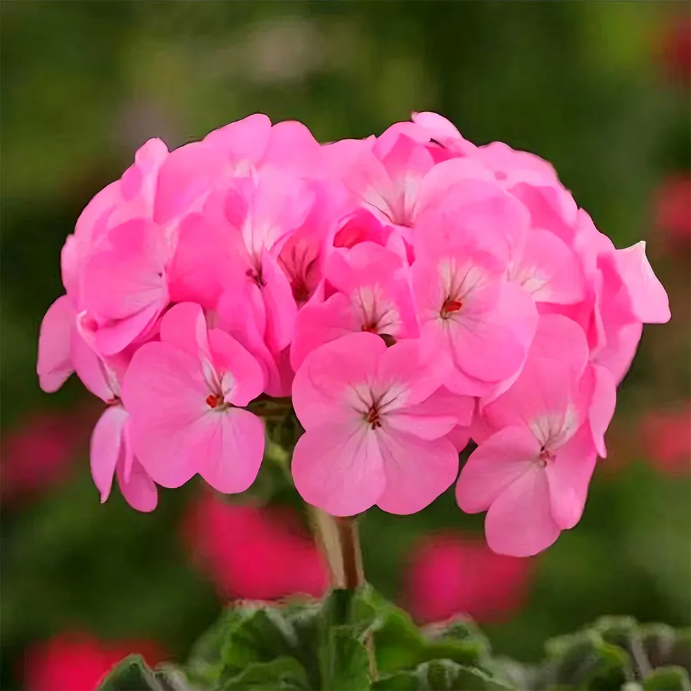 Geranium -  Landscaper Pink F1 (10-100) seeds compact beauty at 25-30cm - $12.99+