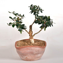 Worldwide Shipping 10Pcs Olive Bonsai Tree Seeds Olea Europaea Bonsai Mini Olive - $10.90