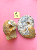 2pcs of Manticoceras Goniatite Mineral fossil Devonian Moroccan fossils - $494.18 MXN