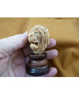 (tb-lion-12) LION head growling lions wild cat TAGUA NUT Figurine Vegetable - $79.43 CAD
