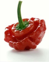 BEST 20 Jamaican Red Mushroom Pepper Seeds ~ Heirloomseedguy ~ 2025 ~ Non Gmo - $4.67