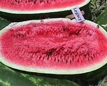 25 Watermelon Seed: Legacy Watermelon Seeds   Fresh Seed  - $8.99