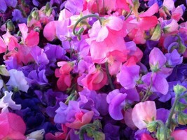 US Seller Sweet Pea Royal Mix 25 Ct Flower Annual Aroma Mixed Colors - £6.95 GBP