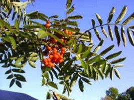 20 Seeds Ash Tree Mountain / Amur / Rowan - Sorbus Aucuparia  - £7.61 GBP