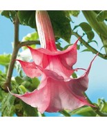 10 Double Pink Rose Angel Trumpet Brugmansia Datura 643 Flowers Seeds - $7.39