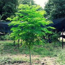 50+ Moringa Seeds for Planting Fast growing tree seeds USA  Non-GMO - $16.98