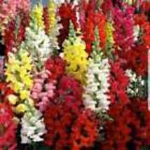 2500+ Snapdragon Tall Mix Seeds  Tall Flower USA BRIGHT MIXED COLORS  - $9.25
