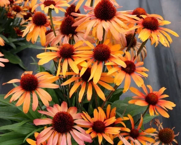 Tiger Coneflower Daisy Seeds for Garden Planting - USA  200+ Seeds - $5.98