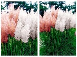4 Pink and 4 White Pampas Grass Plants Cortaderia 2.5&quot; Pots - £51.76 GBP