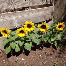 50 Sunspot Dwarf Sunflower Seeds Annual Wildflower Patio Container Flowe... - $3.00