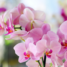 plan Seeds Cymbidium orchid Cymbidium - 100 Seeds - €5,42 EUR plan Seeds Cymbidium orchid Cymbidium - 100 Seeds - €5,42 EUR