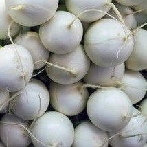 Fresh Seeds Hailstone Radish 25 Seeds - $8.88