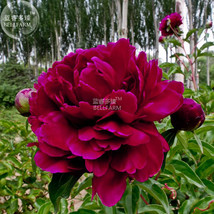 Peony Dark Deep Red Multi-petalled Flower Seeds, 5 seeds, big blooms perennial p - £6.27 GBP