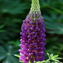 20 Seeds Purple Violet Lupine Lupin Flower Exotic Bed Plant Fresh Garden USA SEL - £12.35 GBP