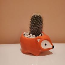 Fox Planter with Cactus, Live Succulent Plant in 5" Orange Ceramic Animal Pot image 2