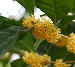 1 pcs Yellow Flowering Fragrant Tea Olive Osmanthus Live Plant 1 Quart - £45.56 GBP