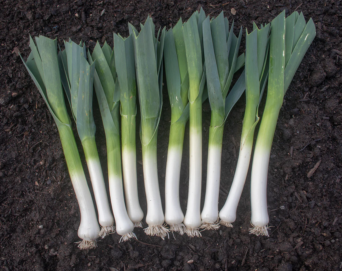 American Flag Leek, 1 Bag (5 grams Seeds / Bag) D - £11.42 GBP