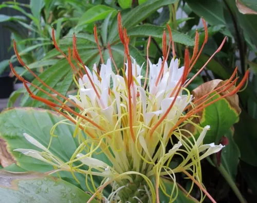 Hedychium Ellipticum 50 Seeds Shaving Brush Ginger Hardy Rock Butterfly Lily Gar - £34.73 GBP