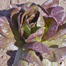 500 Seeds Lettuce, Red Cimmaron, Salad Greens, Romaine - £5.96 GBP