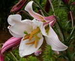 Royal Lily Lilium Regale Pre Stratified 5 Viable Seeds - $8.99