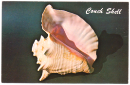 Vtg Postcard-Pink Conch or Queen Conch-Strombus Gigas-Sea Shell-Chrorme-FL2 - $2.96