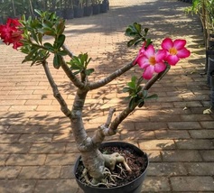 Desert Rose Adenium obesum Pink Live Plant Flower Home Plant Easy Grow EBLY - £26.88 GBP