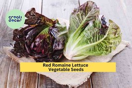 Red Romaine Lettuce Seeds – 1g for Planting, Heirloom Variety, Crisp &amp; S... - $9.84 CAD