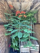 Royal Poinciana delonix regia exotic tree - £95.70 GBP