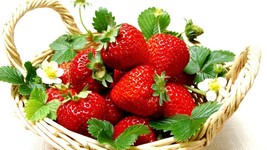 Everbearing Ozark Beauty Strawberry Plants 10 Bare Root Plants - $28.99