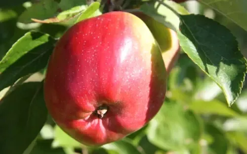 Fresh 25 Berner Rosen Apple Seeds - £12.17 GBP