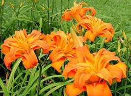 ORANGE DOUBLE BLOOM Daylily 3 fans/root systems image 4