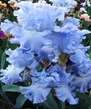 25 Iris Flower BABY BLUE Seeds Floral Garden Plants - £10.93 GBP