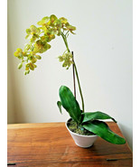 Artificial Lime Greens Orchid Floral Arrangement In White Porcelain Pot - £31.10 GBP