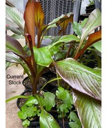 Live Plant - Ensete Maurelii - Red Abyssinian Banana - 24&quot; Tall - $99.00