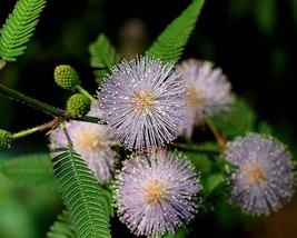 Mimosa Pudica (Sensitive Plant) 30 seeds - £1.10 GBP