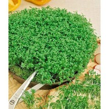 Bloomys 1000 Seeds Curled Cress Seeds Organic Indoor Container Sprouting... - £8.10 GBP