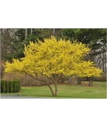 Cornelian Cherry Dogwood Tree Seeds - $13.71 CAD