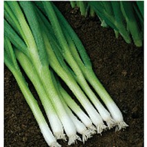 Evergreen White Bunching Onions  10 Seeds  Garden Beautiful USA SELLER - £4.41 GBP