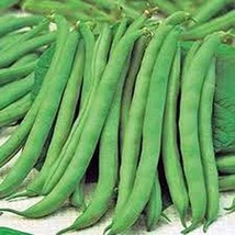 Bean, Top Crop Bush, Heirloom, Organic 20 Seeds, Great Tasting Fresh or ... - £4.30 GBP