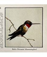 Ruby Throated Hummingbird Bird Print 1931 Blue Book Birds Americal Art P... - $366.69 MXN
