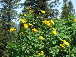 Tithonia Diversifolia Giant Sunflower Tree Fresh Seeds - $18.98
