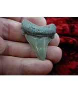 (s228-9) 1-5/8&quot; Fossil MEGALODON Shark Tooth Teeth JEWELRY I love sharks... - $36.99
