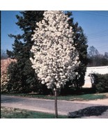 Pyrus Calleryana Redspire 2 To 3 Feet Tall Grafted Tree Ship In Pot Fres... - $139.62 CAD